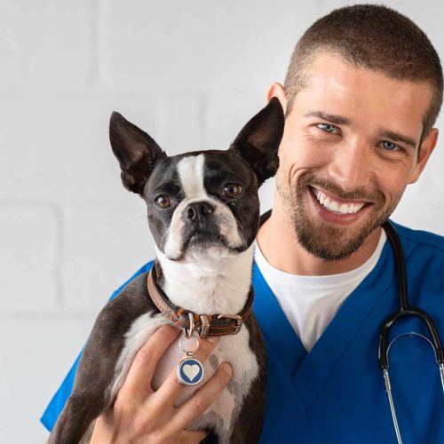 Young vet doctor with boston terrier looking at camera. Portrait of veterinarian guy smiling while holding a puppy dog. Handsome vet wearing stethoscope holding little dog at clinic.